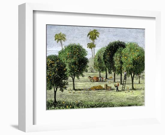 California Orange Grove, 1890s-null-Framed Giclee Print