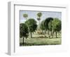 California Orange Grove, 1890s-null-Framed Giclee Print