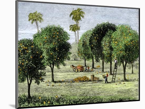 California Orange Grove, 1890s-null-Mounted Giclee Print