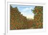 California Orange Grove in Winter-null-Framed Art Print