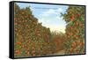 California Orange Grove in Winter-null-Framed Stretched Canvas