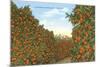 California Orange Grove in Winter-null-Mounted Premium Giclee Print