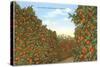 California Orange Grove in Winter-null-Stretched Canvas