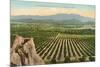 California Orange Grove-null-Mounted Premium Giclee Print