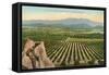 California Orange Grove-null-Framed Stretched Canvas