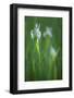 California, Owens Valley. Wild Iris Flowers Blooming in Grass-Jaynes Gallery-Framed Photographic Print