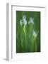 California, Owens Valley. Wild Iris Flowers Blooming in Grass-Jaynes Gallery-Framed Photographic Print