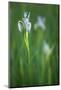 California, Owens Valley. Wild Iris Flowers Blooming in Grass-Jaynes Gallery-Mounted Photographic Print