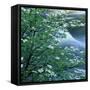 California, Pacific Dogwood, Flowers Blooming on a Tree-null-Framed Stretched Canvas
