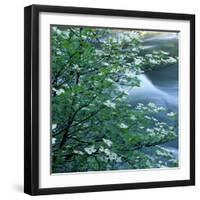 California, Pacific Dogwood, Flowers Blooming on a Tree-null-Framed Photographic Print