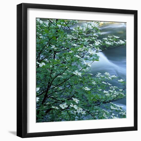 California, Pacific Dogwood, Flowers Blooming on a Tree-null-Framed Photographic Print