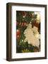 California, Palm Springs. Christmas decorations.-Michael DeFreitas-Framed Photographic Print