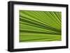 California, Palm Springs, Indian Canyons. California Fan Palm Frond-Kevin Oke-Framed Photographic Print