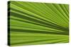 California, Palm Springs, Indian Canyons. California Fan Palm Frond-Kevin Oke-Stretched Canvas