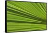 California, Palm Springs, Indian Canyons. California Fan Palm Frond-Kevin Oke-Framed Stretched Canvas