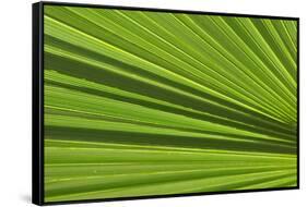 California, Palm Springs, Indian Canyons. California Fan Palm Frond-Kevin Oke-Framed Stretched Canvas