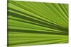 California, Palm Springs, Indian Canyons. California Fan Palm Frond-Kevin Oke-Stretched Canvas