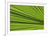 California, Palm Springs, Indian Canyons. California Fan Palm Frond-Kevin Oke-Framed Photographic Print