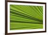 California, Palm Springs, Indian Canyons. California Fan Palm Frond-Kevin Oke-Framed Photographic Print