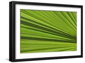 California, Palm Springs, Indian Canyons. California Fan Palm Frond-Kevin Oke-Framed Photographic Print