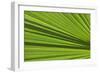 California, Palm Springs, Indian Canyons. California Fan Palm Frond-Kevin Oke-Framed Photographic Print