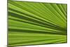 California, Palm Springs, Indian Canyons. California Fan Palm Frond-Kevin Oke-Mounted Photographic Print