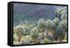 California, Palm Springs, Indian Canyons. California Fan Palm Oasis-Kevin Oke-Framed Stretched Canvas