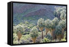 California, Palm Springs, Indian Canyons. California Fan Palm Oasis-Kevin Oke-Framed Stretched Canvas