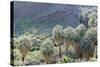 California, Palm Springs, Indian Canyons. California Fan Palm Oasis-Kevin Oke-Stretched Canvas