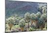 California, Palm Springs, Indian Canyons. California Fan Palm Oasis-Kevin Oke-Mounted Photographic Print