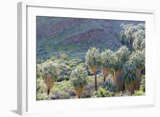 California, Palm Springs, Indian Canyons. California Fan Palm Oasis-Kevin Oke-Framed Photographic Print