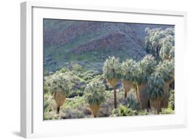 California, Palm Springs, Indian Canyons. California Fan Palm Oasis-Kevin Oke-Framed Photographic Print