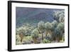 California, Palm Springs, Indian Canyons. California Fan Palm Oasis-Kevin Oke-Framed Photographic Print