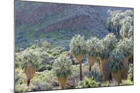 California, Palm Springs, Indian Canyons. California Fan Palm Oasis-Kevin Oke-Mounted Photographic Print