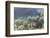 California, Palm Springs, Indian Canyons. California Fan Palm Oasis-Kevin Oke-Framed Photographic Print