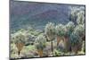 California, Palm Springs, Indian Canyons. California Fan Palm Oasis-Kevin Oke-Mounted Photographic Print