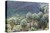 California, Palm Springs, Indian Canyons. California Fan Palm Oasis-Kevin Oke-Stretched Canvas