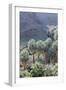 California, Palm Springs, Indian Canyons. California Fan Palm Oasis-Kevin Oke-Framed Photographic Print