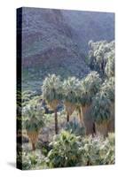 California, Palm Springs, Indian Canyons. California Fan Palm Oasis-Kevin Oke-Stretched Canvas