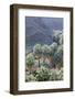 California, Palm Springs, Indian Canyons. California Fan Palm Oasis-Kevin Oke-Framed Photographic Print