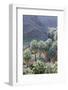 California, Palm Springs, Indian Canyons. California Fan Palm Oasis-Kevin Oke-Framed Photographic Print