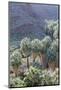 California, Palm Springs, Indian Canyons. California Fan Palm Oasis-Kevin Oke-Mounted Photographic Print