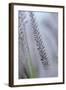 California, Palm Springs, Indian Canyons. Close Up of Desert Grass-Kevin Oke-Framed Photographic Print