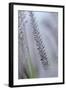 California, Palm Springs, Indian Canyons. Close Up of Desert Grass-Kevin Oke-Framed Photographic Print