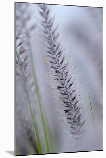 California, Palm Springs, Indian Canyons. Close Up of Desert Grass-Kevin Oke-Mounted Photographic Print
