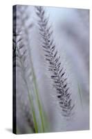 California, Palm Springs, Indian Canyons. Close Up of Desert Grass-Kevin Oke-Stretched Canvas