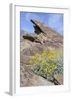 California, Palm Springs, Indian Canyons. Desert Marigold-Kevin Oke-Framed Photographic Print
