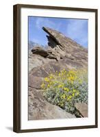 California, Palm Springs, Indian Canyons. Desert Marigold-Kevin Oke-Framed Photographic Print