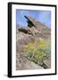 California, Palm Springs, Indian Canyons. Desert Marigold-Kevin Oke-Framed Photographic Print