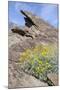 California, Palm Springs, Indian Canyons. Desert Marigold-Kevin Oke-Mounted Photographic Print